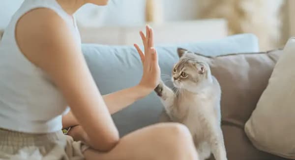 Pet Voice Translators