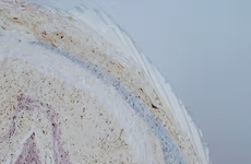 Compressed Paper Furniture