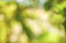 Environmentally Conscious Escapes