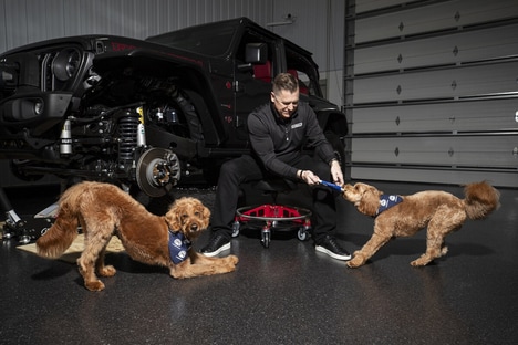 Premium Vehicle-Related Pet Accessories