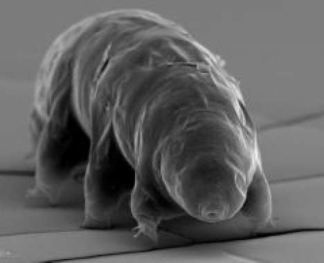 11 Microscopic Finds