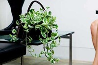 Planter Handbags Image 5
