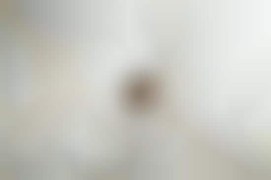 Whimsical Whitetography