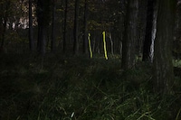 Taped-Up Trees Image 2