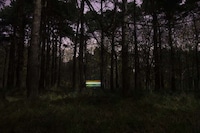 Taped-Up Trees Image 3