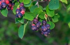 Metabolic Berry-Based Projects