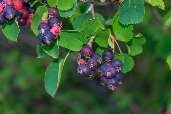 Metabolic Berry-Based Projects