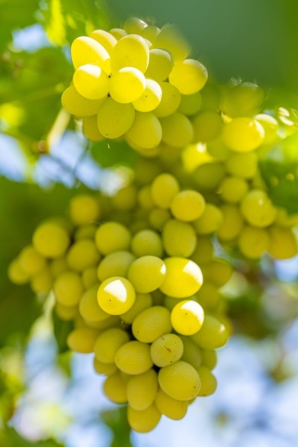 Chardonnay Brand Projects