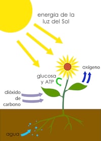 Plant-Powered Biological Electricity Image 3