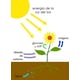 Plant-Powered Biological Electricity Image 3