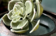 Rustic Teal Tableware