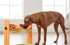 Adaptive Puzzle Dog Bowls