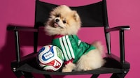 Pet Team Kits Image 2