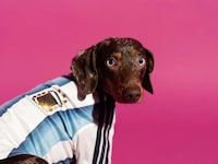 Pet Team Kits Image 3