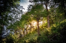 Timberland Investment Funds