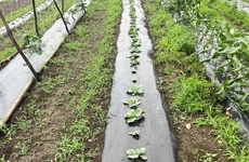 Biodegradable Mulch Film