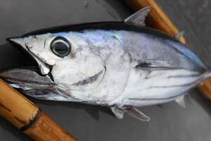 Fair Trade Tuna Scaling Article Thubnail