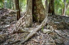 Colombian Forest Projects