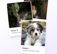 Pet Social Platforms Image 1