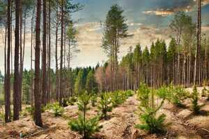 Carbon Removal Investments Article Thubnail