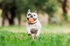 Dog-Specific Muscle Injections
