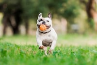 Dog-Specific Muscle Injections
