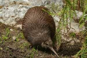 Kiwi-Centered Tourism Efforts Article Thubnail