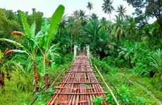 Ecological Bamboo Initiatives