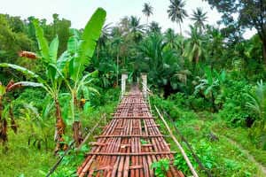 Ecological Bamboo Initiatives Article Thubnail