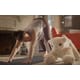 Social Interaction AI Companions Image 1