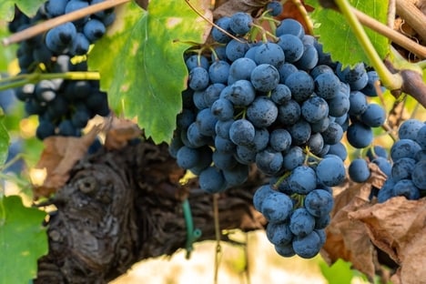 Terrior-Driven Malbec Release