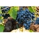 Terrior-Driven Malbec Release Image 1