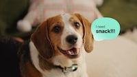 Two-Way Pet Translators Image 2