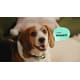 Two-Way Pet Translators Image 2