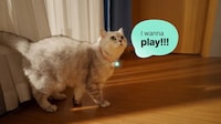 Two-Way Pet Translators Image 3