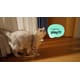 Two-Way Pet Translators Image 3