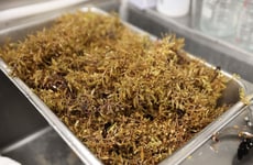 Upcycled Sargassum Seaweed Ingrdients