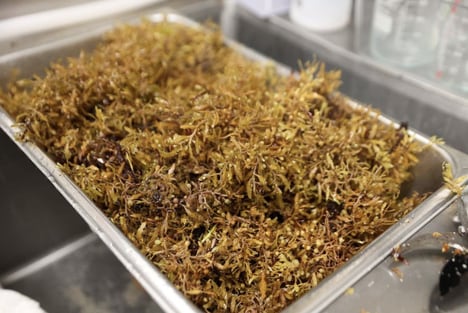 Upcycled Sargassum Seaweed Ingrdients