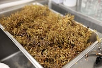 Upcycled Sargassum Seaweed Ingrdients