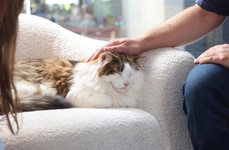 Mobile Cat Therapy Initiatives