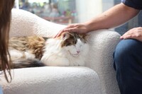 Mobile Cat Therapy Initiatives Image 1