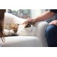 Mobile Cat Therapy Initiatives Image 1