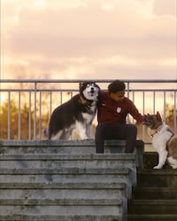 Pet-Focused Soccer Programming Initiatives Image 1