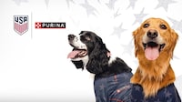 Pet-Focused Soccer Programming Initiatives Image 2