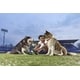 Pet-Focused Soccer Programming Initiatives Image 3