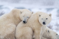 Immersive Polar Exploration Image 3
