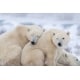 Immersive Polar Exploration Image 3