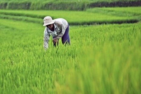 Regional Rice Production Initiatives