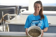 Hybrid Shellfish Seed Programs