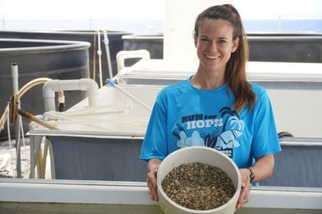 Hybrid Shellfish Seed Programs